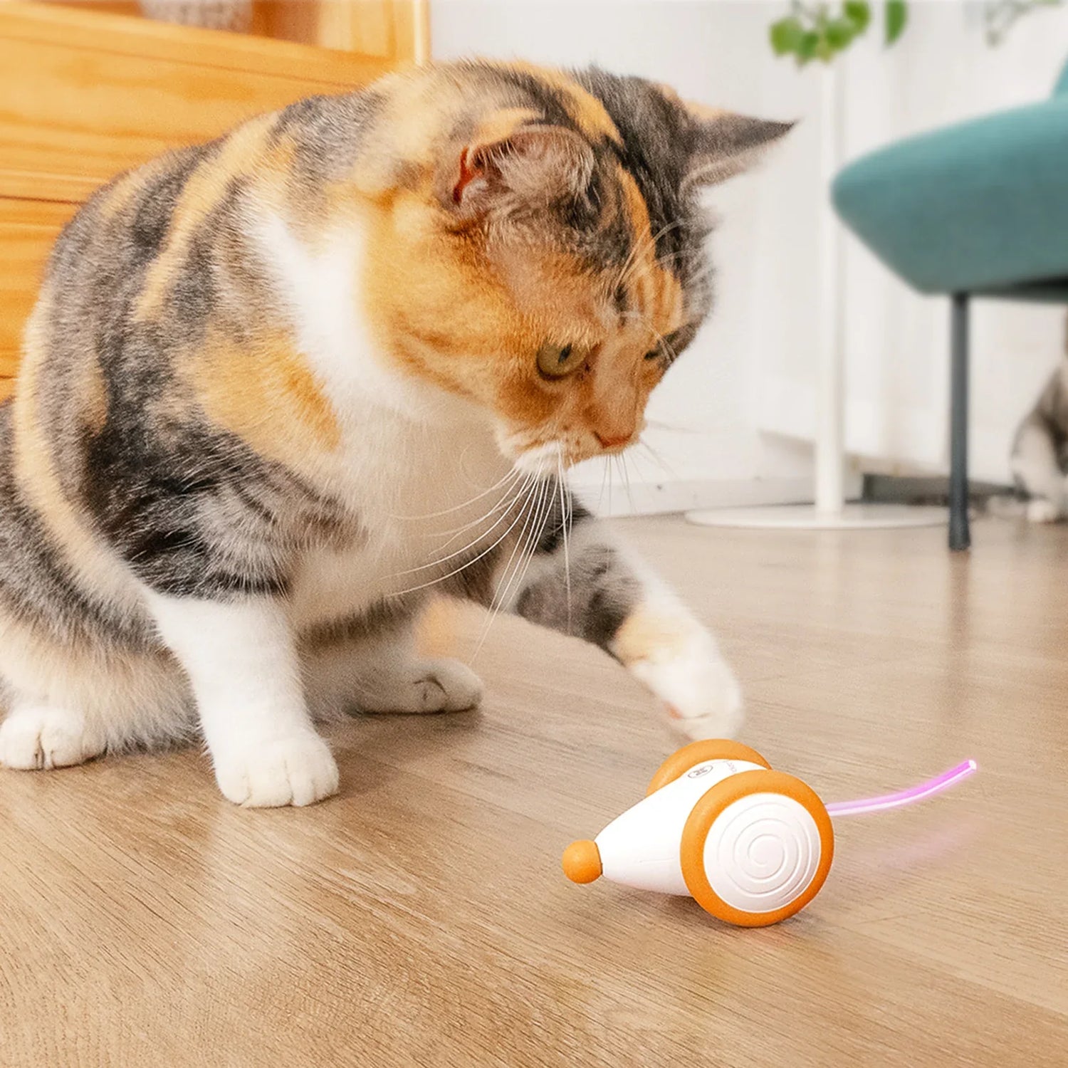 Cat toys