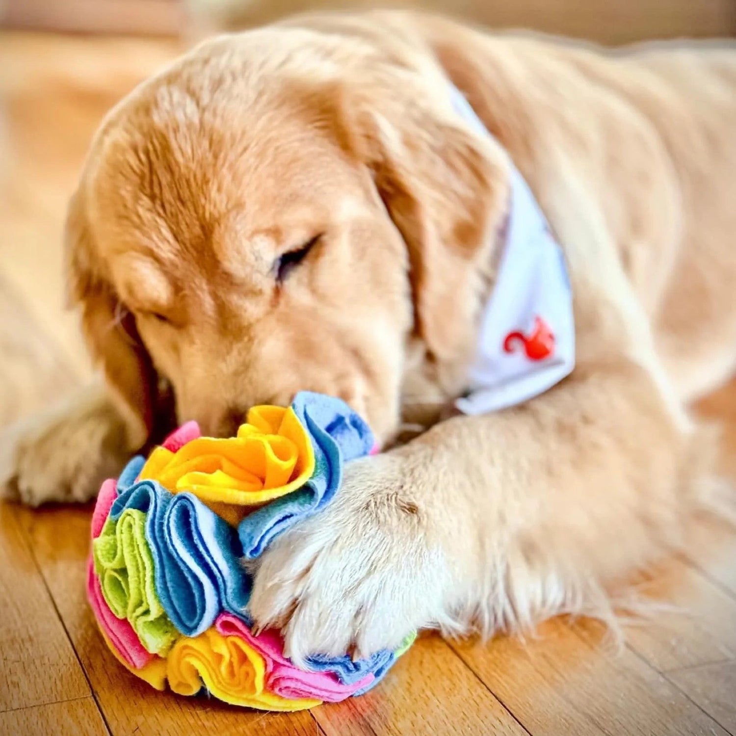 Pet Toys